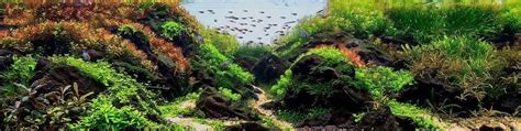 Природные аквариумы Донбасса.Aquaroom. | Мы рады приветствовать Вас в ...