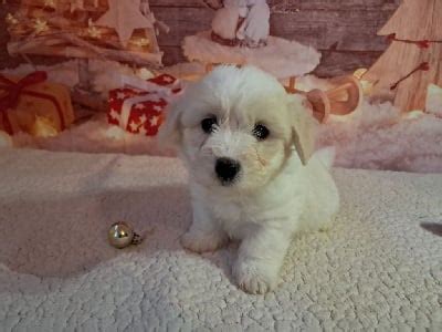 Chiots de race Coton de Tulear LOF à vendre en France