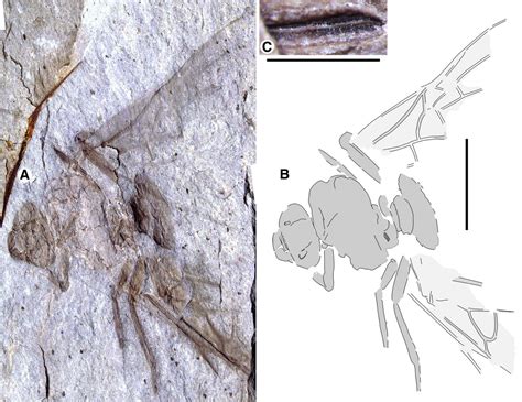 Giant Ant Fossil Raises Questions About Ancient Arctic Migrations