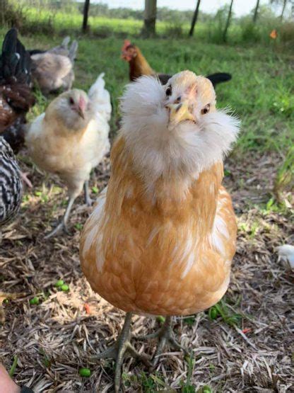 Easter Egger Chickens & Baby Chicks for Sale | Cackle Hatchery®