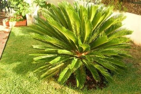 Cuidados de la cica una palmera de interior Jardín de flores