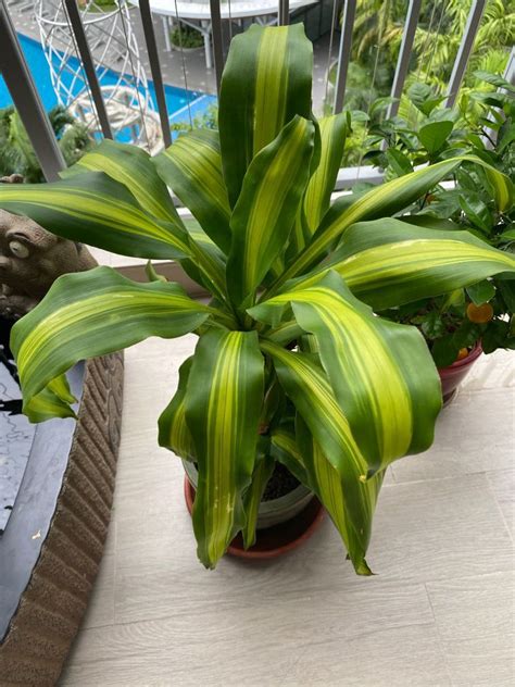 Iron tree plant, Furniture & Home Living, Gardening, Plants & Seeds on ...