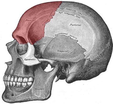 Anatomy and Physiology: Skeletal System Flashcards | Quizlet