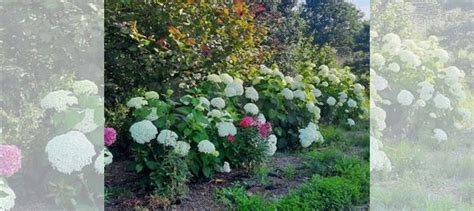 Гортензии древовидная Стронг Анабель купить в Королеве | Товары для ...