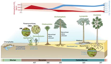 Understanding The Evolution Of The Mycorrhizal Symbioses A Matter Of