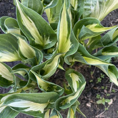 Хосты и растения для сада – купить в Москве, цена 150 руб., дата ...