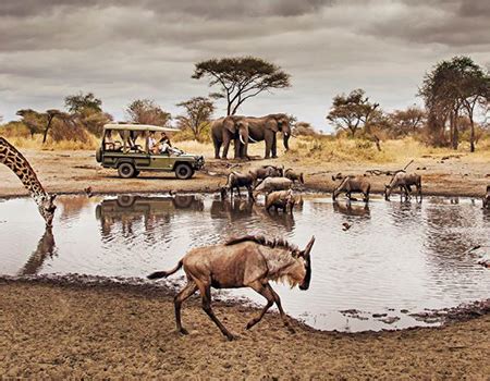 Tanzania Safaris Splendid Vacations