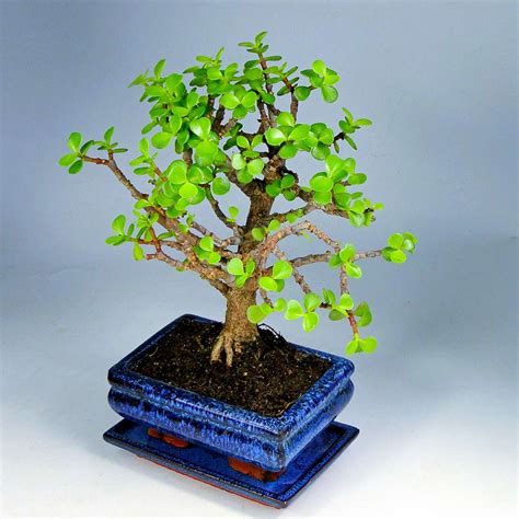 Бонсай крассула (денежное дерево): Бонсай Крассула 'Денежный Поток'