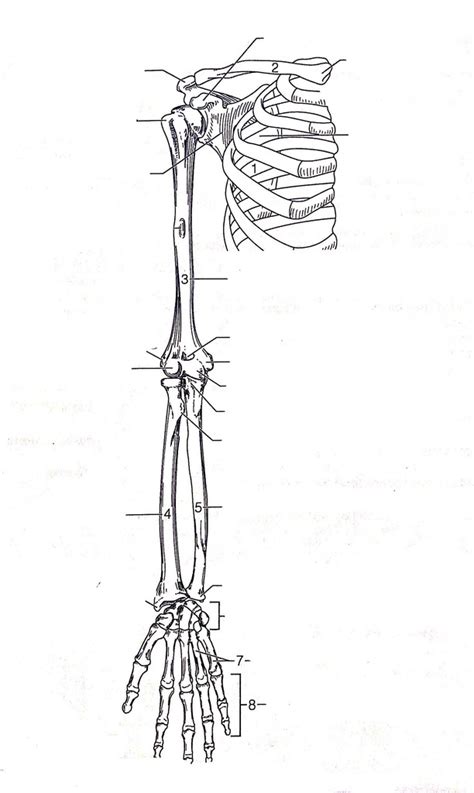 Bones Of The Pectoral Girdle And Upper Limb Diagram Quizlet