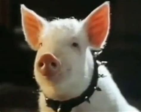 Trailer de la película Babe el cerdito en la ciudad Babe el cerdito