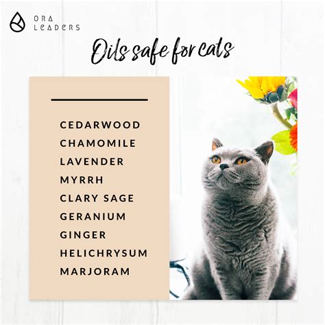 aromatherapy oils safe for cats 8