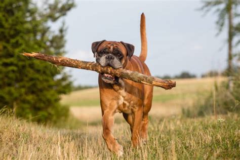 Boxer Dog Lifespan: How Long Do Boxer Dogs Normally Live?