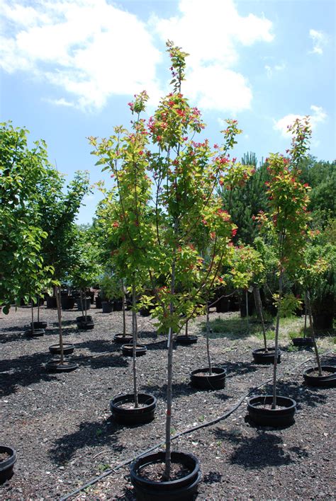 MAPLE HOT WINGS For Sale In Boulder Colorado