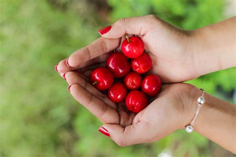 Banco De Imagens Mão Maçã Plantar Fruta Baga Flor Comida Vermelho Produzir Frescura