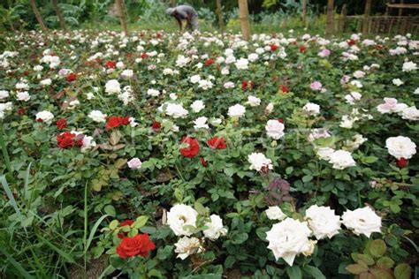 Permintaan Bunga Potong Mawar Jelang Valentine Antara Foto