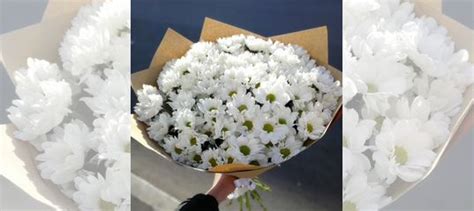 Хризантемы цветы купить в Москве | Товары для дома и дачи | Авито