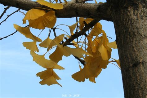 Ginkgo Biloba Guía De Jardín