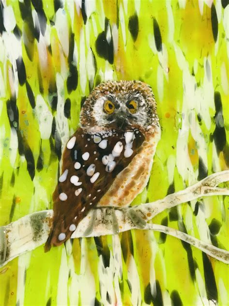 Boreal Owl — Urve Manuel