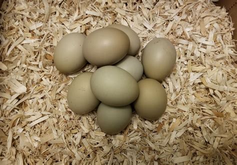 Olive Egger Chickens