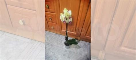 Орхидеи купить в Новороссийске | Товары для дома и дачи | Авито