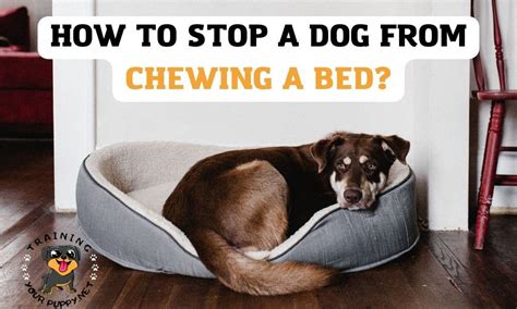 how to stop your dog from chewing its bed
