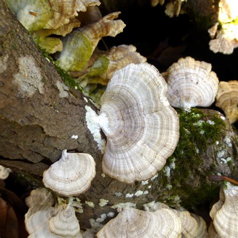 Траметес пушистый (Trametes pubescens) фото и описание