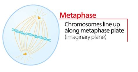 Fajarv Prophase Diagram Simple