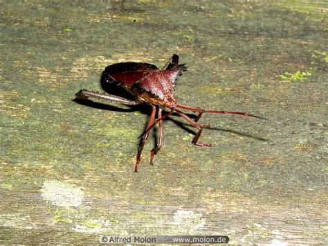 Photo Of Insect Malaysia Mulu Np Flora And Fauna Photo Gallery 24