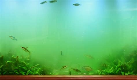 Common Algae In Freshwater Aquarium Hygger