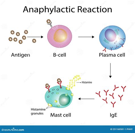 Allergy Mechanism Diagram Vector Illustration CartoonDealer