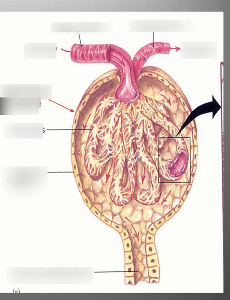 glomerulus Diagram | Quizlet