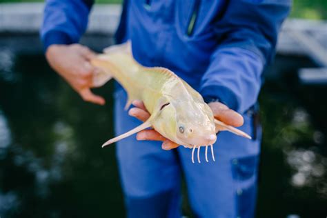 Осетровое Поместье - золотая икра осетра-альбиноса от производителя