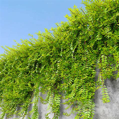 phyllanthus myrtifolius - Outdoor - 3D Models