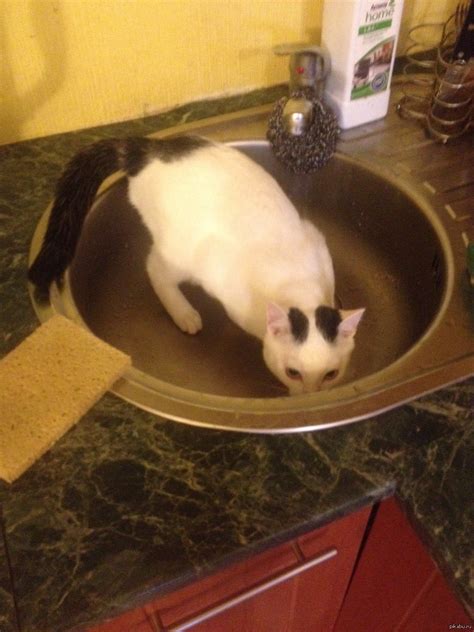 Сюрприз в мойке | Пикабу