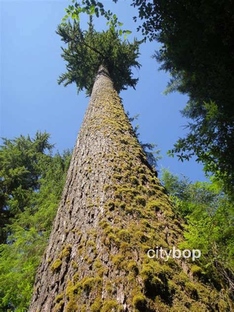 10 BEST Things to Do at Lake Quinault