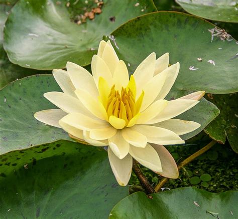 Nymphaea Sunrise Winter Hardy Water Lily