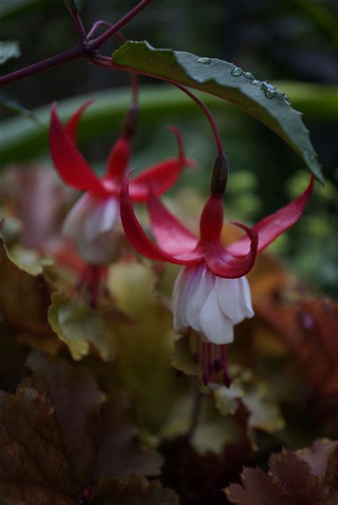 Madame Cornelissen August 2016 Plants Garden Fuchsia
