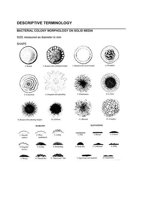 Descriptive Terminology Descriptive Terminology Bacterial Colony