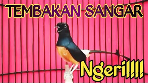 Pancingan Murai Batu Gacor Bongkar Materi Murai Apapun Langsung Emosi