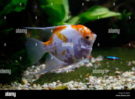 Panda Skalar In The Aquarium Pterophyllum Scalare Stock Photo Alamy