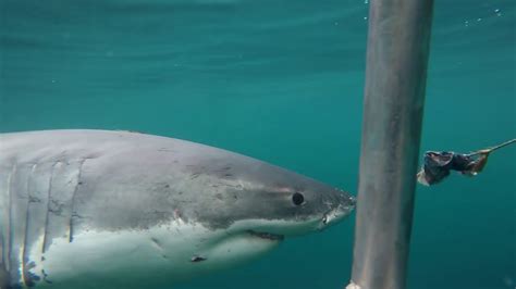 Great White Shark Footage From Off Stewart Island Lawyer Bruce Scott