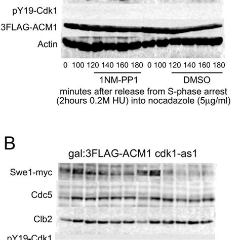 A Cdk1 Is Required For Maintenance Of Cdc5 Levels In G2 Cdk1as1 23