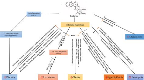 Frontiers Effects Of Berberine On The Gastrointestinal Microbiota