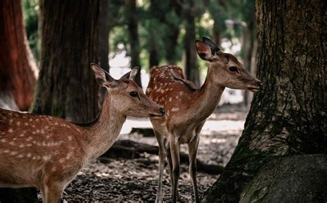 Close up of Deer Fawns · Free Stock Photo