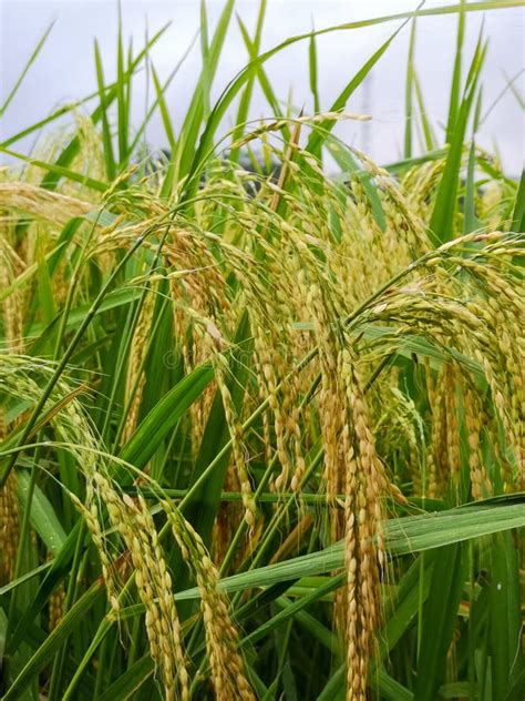 Golden Rice Harvest Stock Image Image Of Golden Rice 263390859