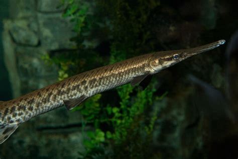 Gar Fish And Facts Britannica