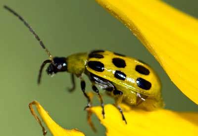 Cucumber Beetle | Already Smart Gardening