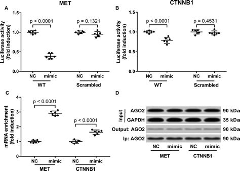 Retracted Article MiR 206 Reduced The Malignancy Of Hepatocellular