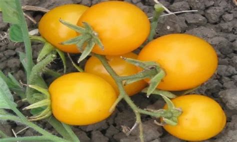 Discover The Nutritional Benefits Of Cherry Tomatoes Foodieleaks