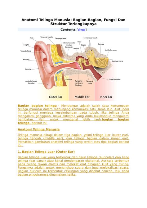 Anatomi Telinga Manusia Alat Indra Ini Berfungsi Menjaga Keseimbangan